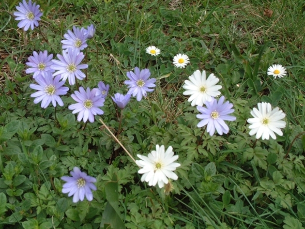 Anemone apennina e Anemone hortensis
